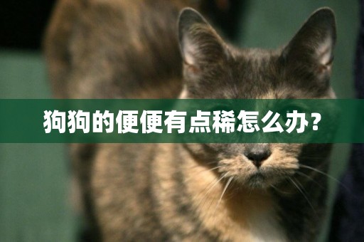 狗狗的便便有點稀怎么辦？