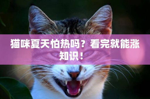 貓咪夏天怕熱嗎？看完就能漲知識！ 
