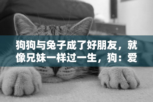 狗狗與兔子成了好朋友，就像兄妹一樣過一生，狗：愛你就像愛生命