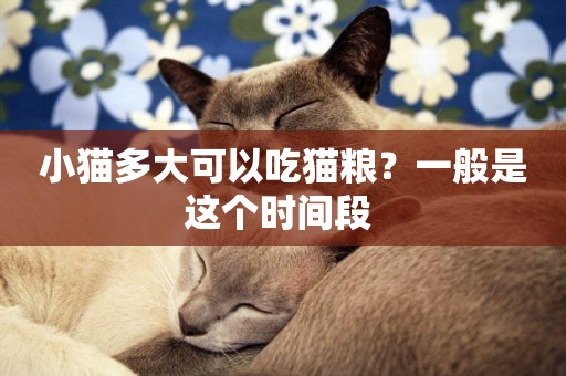 小貓多大可以吃貓糧？一般是這個時間段 