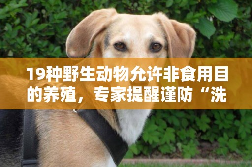 19種野生動物允許非食用目的養殖，專家提醒謹防“洗白”漏洞