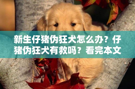新生仔豬偽狂犬怎么辦？仔豬偽狂犬有救嗎？看完本文就明白了