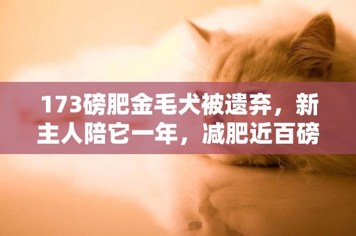 173磅肥金毛犬被遺棄，新主人陪它一年，減肥近百磅全靠一招