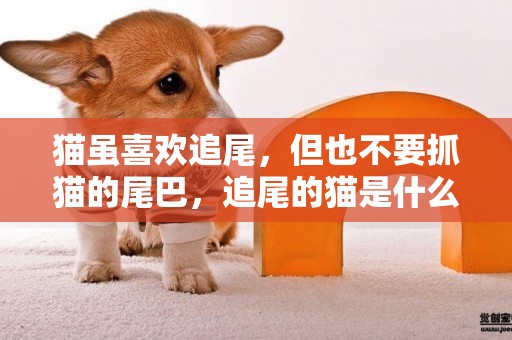 貓雖喜歡追尾，但也不要抓貓的尾巴，追尾的貓是什么意思
