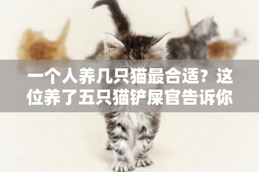 一個人養幾只貓最合適？這位養了五只貓鏟屎官告訴你答案