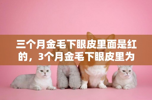 三個月金毛下眼皮里面是紅的，3個月金毛下眼皮里為什么發紅