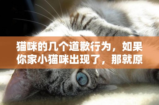 貓咪的幾個道歉行為，如果你家小貓咪出現了，那就原諒它吧