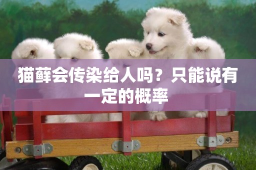 貓蘚會傳染給人嗎？只能說有一定的概率 