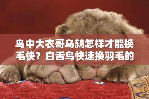 鳥中大衣哥烏鶇怎樣才能換毛快？白舌鳥快速換羽毛的方法