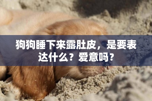 狗狗睡下來露肚皮，是要表達什么？愛意嗎？
