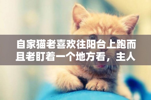 自家貓老喜歡往陽臺上跑而且老盯著一個地方看，主人一看哭笑不得