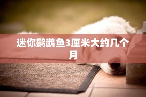 迷你鸚鵡魚3厘米大約幾個月