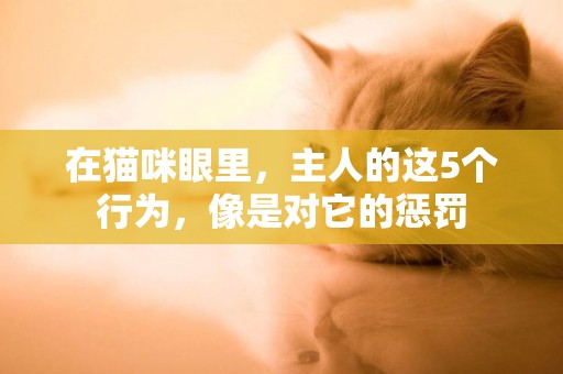 在貓咪眼里，主人的這5個行為，像是對它的懲罰