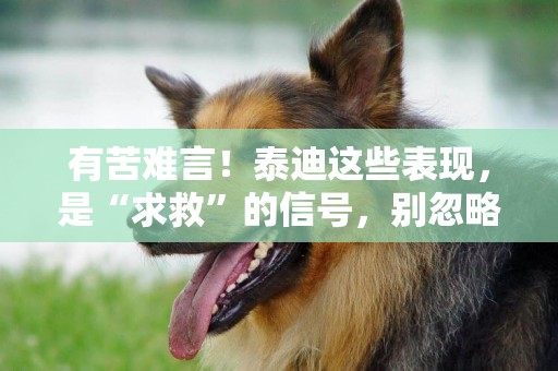 有苦難言！泰迪這些表現，是“求救”的信號，別忽略