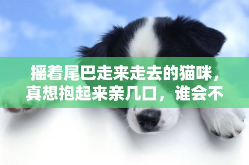 搖著尾巴走來走去的貓咪，真想抱起來親幾口，誰會不動心啊
