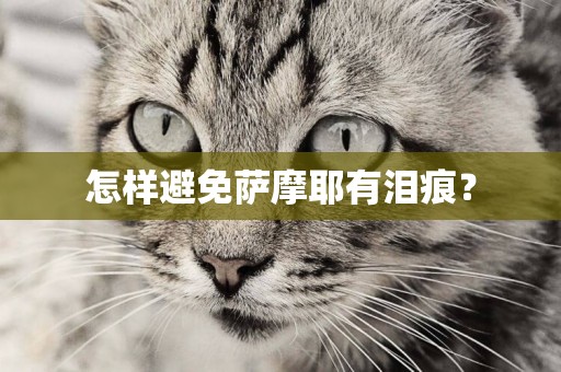 怎樣避免薩摩耶有淚痕？