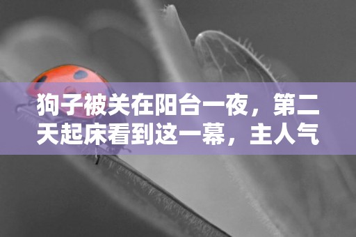 狗子被關在陽臺一夜，第二天起床看到這一幕，主人氣哭了