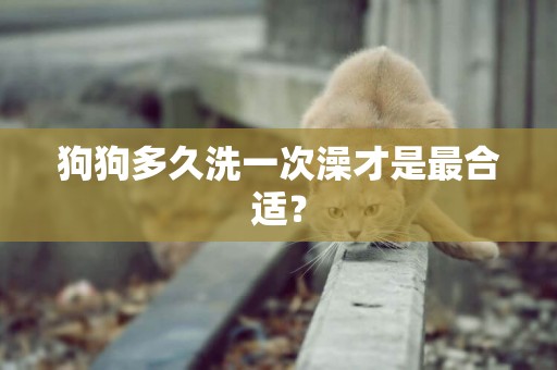 狗狗多久洗一次澡才是最合適？