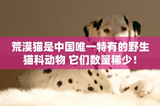 荒漠貓是中國唯一特有的野生貓科動物 它們數量稀少！