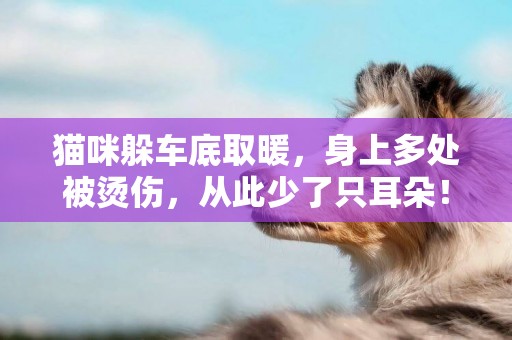 貓咪躲車底取暖，身上多處被燙傷，從此少了只耳朵！