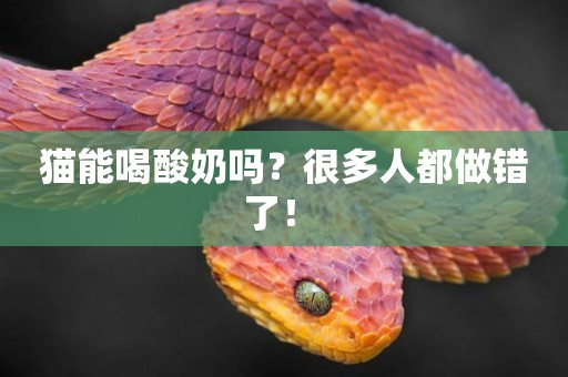 貓能喝酸奶嗎？很多人都做錯了！ 