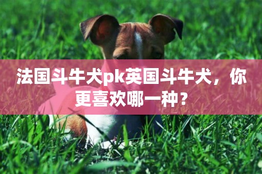 法國斗牛犬pk英國斗牛犬，你更喜歡哪一種？