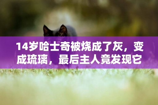 14歲哈士奇被燒成了灰，變成琉璃，最后主人竟發現它“回來”了