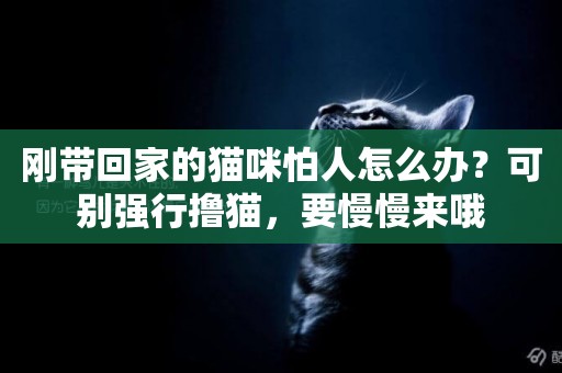剛帶回家的貓咪怕人怎么辦？可別強行擼貓，要慢慢來哦