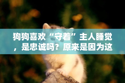 狗狗喜歡“守著”主人睡覺，是忠誠嗎？原來是因為這幾點