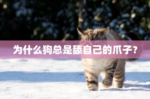 為什么狗總是舔自己的爪子？