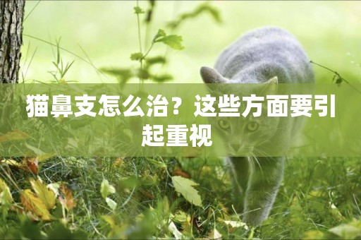 貓鼻支怎么治？這些方面要引起重視 