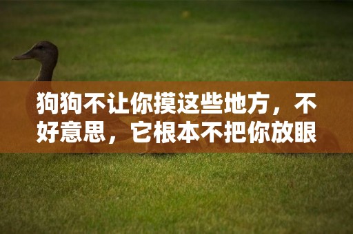 狗狗不讓你摸這些地方，不好意思，它根本不把你放眼里！