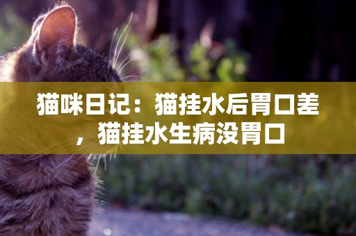 貓咪日記：貓掛水后胃口差，貓掛水生病沒胃口