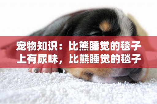 寵物知識：比熊睡覺的毯子上有尿味，比熊睡覺的毯子的尿味怎么洗