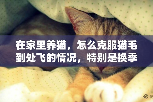 在家里養貓，怎么克服貓毛到處飛的情況，特別是換季的？