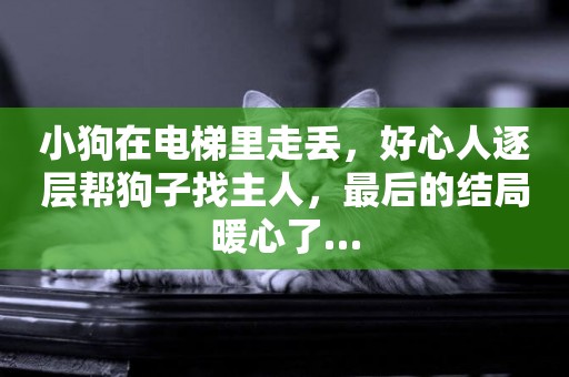 小狗在電梯里走丟，好心人逐層幫狗子找主人，最后的結局暖心了…