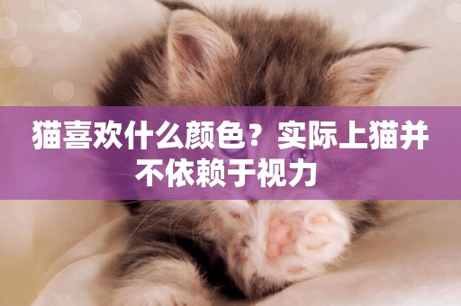 貓喜歡什么顏色？實際上貓并不依賴于視力 