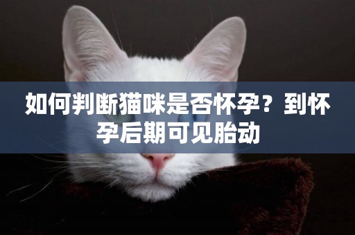 如何判斷貓咪是否懷孕？到懷孕后期可見胎動