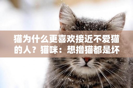 貓為什么更喜歡接近不愛貓的人？貓咪：想擼貓都是壞人！