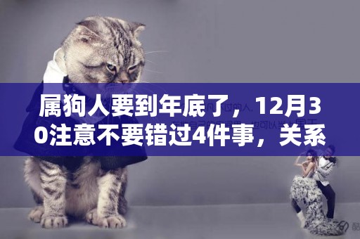 屬狗人要到年底了，12月30注意不要錯過4件事，關系到明年
