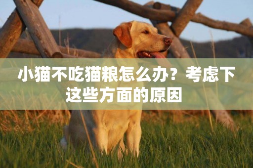 小貓不吃貓糧怎么辦？考慮下這些方面的原因 