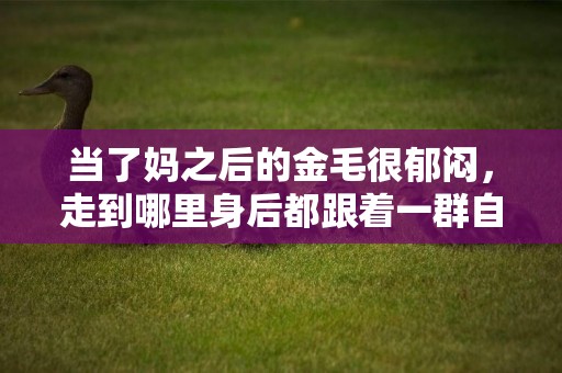 當了媽之后的金毛很郁悶，走到哪里身后都跟著一群自己的熊***