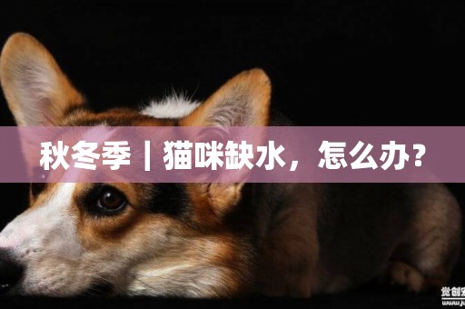 秋冬季｜貓咪缺水，怎么辦？