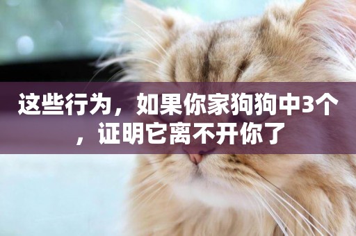 這些行為，如果你家狗狗中3個，證明它離不開你了