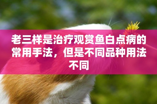 老三樣是治療觀賞魚白點病的常用手法，但是不同品種用法不同