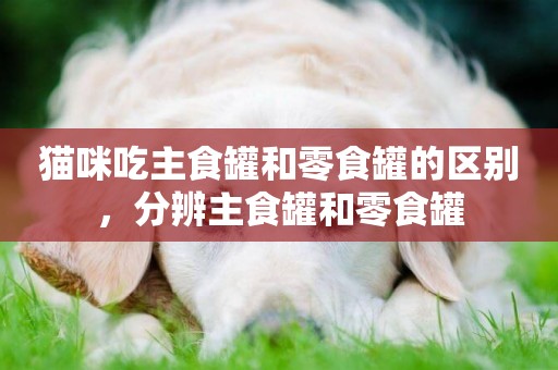 貓咪吃主食罐和零食罐的區別，分辨主食罐和零食罐