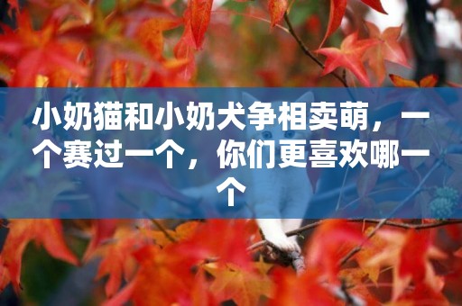 小奶貓和小奶犬爭相賣萌，一個賽過一個，你們更喜歡哪一個