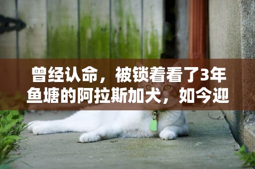 曾經認命，被鎖著看了3年魚塘的阿拉斯加犬，如今迎來狗生逆襲