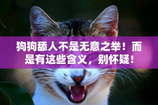 狗狗舔人不是無意之舉！而是有這些含義，別懷疑！