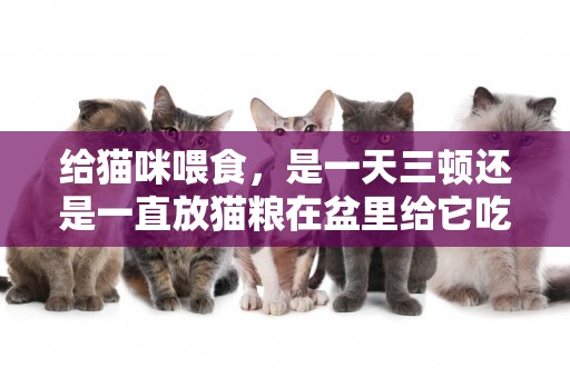給貓咪喂食，是一天三頓還是一直放貓糧在盆里給它吃？
